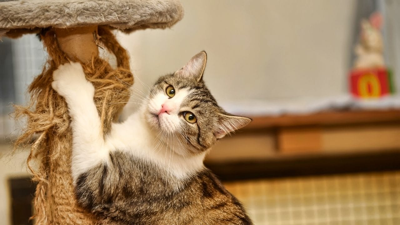 why your cat scratches the couch (and how to actually fix it without going insane) 7 why your cat scratches the couch (and how to actually fix it without going insane) - cat claw s1312896140dnoh