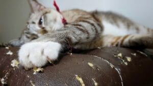 why your cat scratches the couch (and how to actually fix it without going insane) 1 why your cat scratches the couch (and how to actually fix it without going insane) - cat couch ss1722870481
