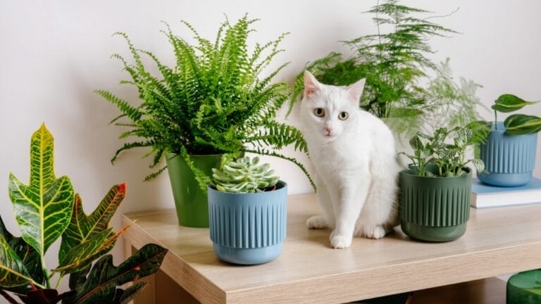 10 Cat-Safe Succulents That Bring the Beauty of Nature Indoors Without Worry 9 10 Cat-Safe Succulents That Bring the Beauty of Nature Indoors Without Worry - cat and houseplants ss2070354188
