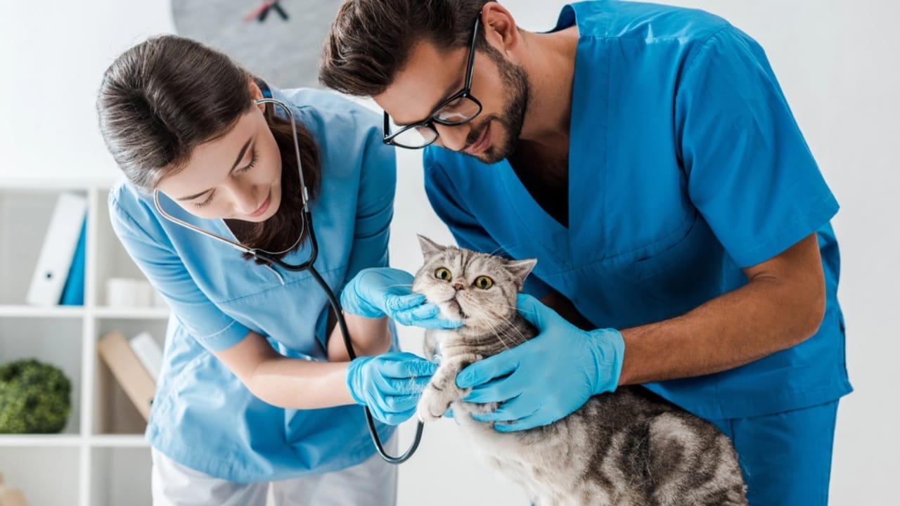 18 Ways to Help Your Senior Cat Thrive in Their Golden Years 2 18 Ways to Help Your Senior Cat Thrive in Their Golden Years - cat and vets dp320885264