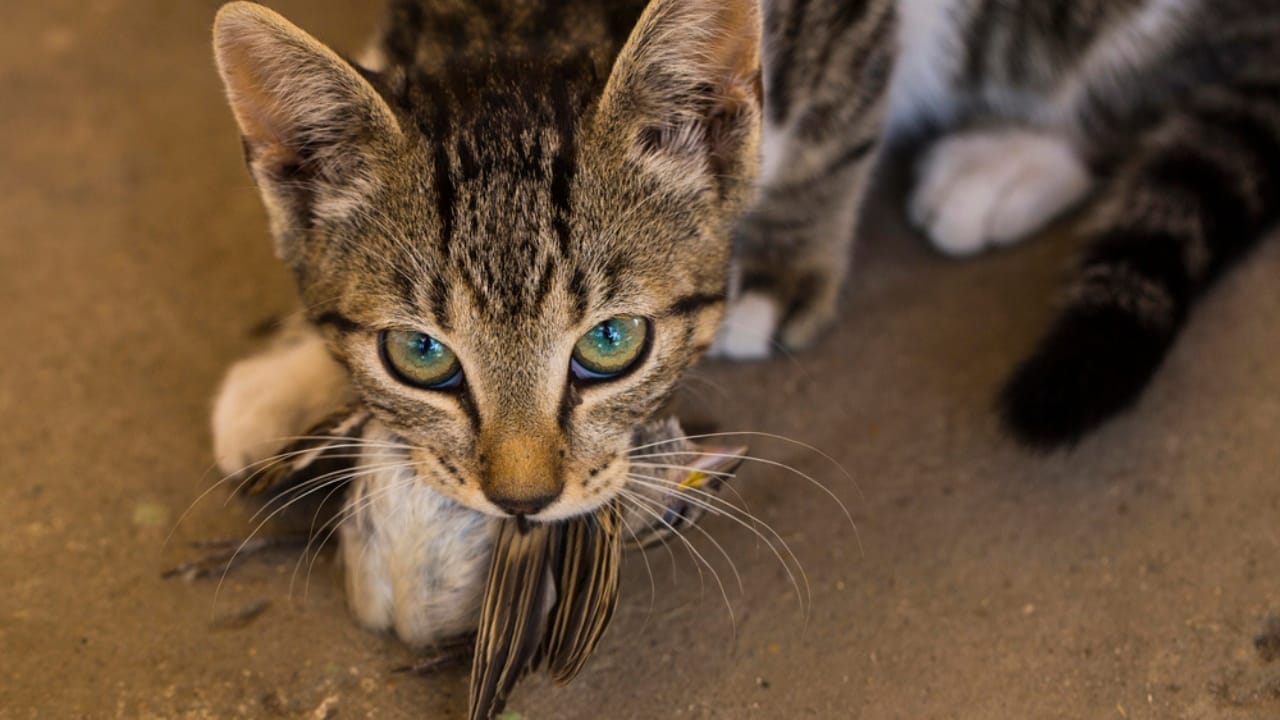 18 Astonishing Cat Facts That Challenge Everything You Thought You Knew 19 18 Astonishing Cat Facts That Challenge Everything You Thought You Knew - cat eating bird dp292261066