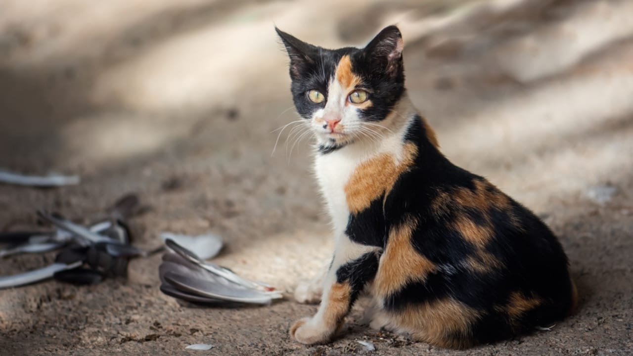 Bird Flu Can Infect Cats: What This Means for Cat Owners 4 Bird Flu Can Infect Cats: What This Means for Cat Owners - cat eats bird ss734884348