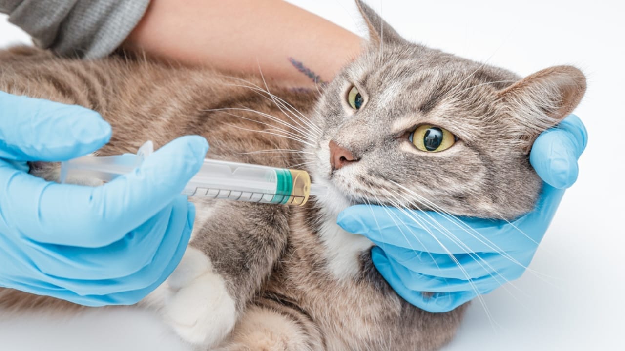 20 Things Every Cat Owner Should Master 19 20 Things Every Cat Owner Should Master - cat feeding dp390618556