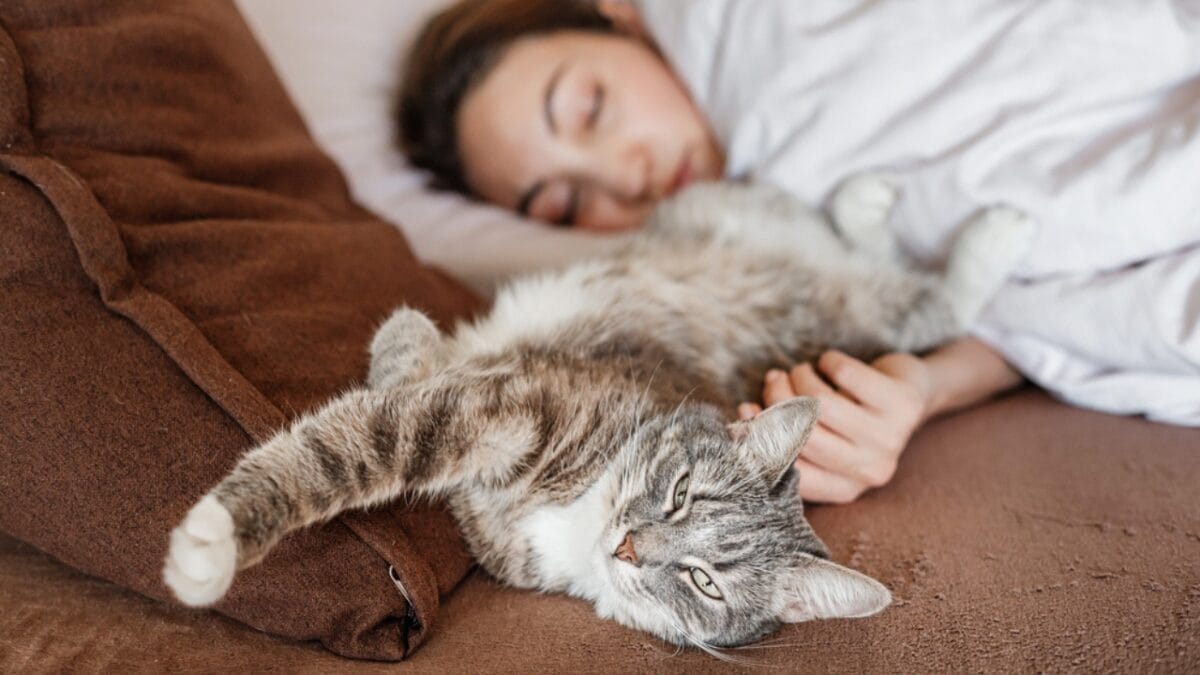 30 Ways to Become Your Cat's Best Friend - cat in bed dp382547700