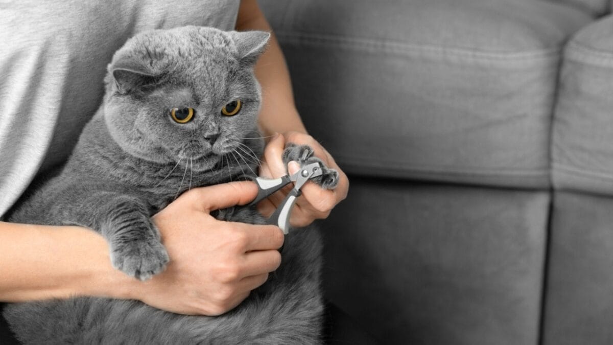 30 Ways to Become Your Cat's Best Friend - cat nail trimming dp648677886
