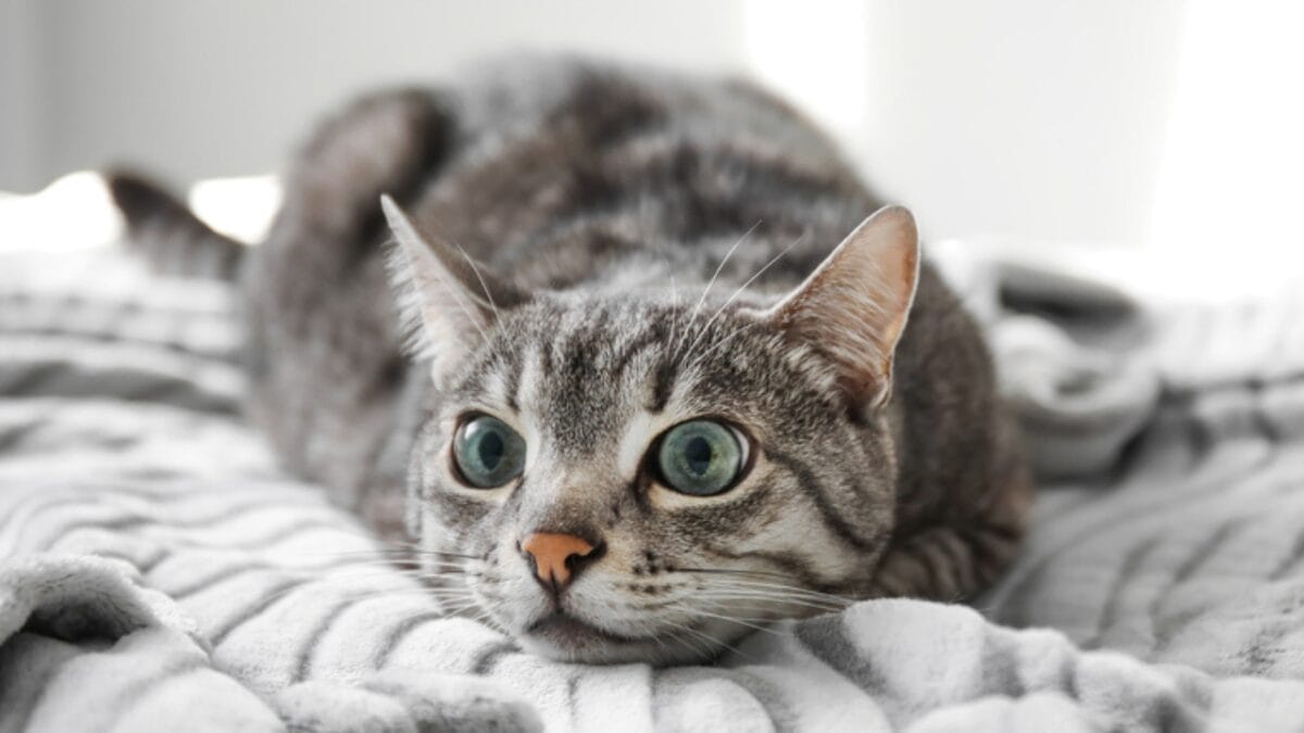 15 Cat Myths & Misconceptions Debunked 7 15 Cat Myths & Misconceptions Debunked - cat playful dp672393620