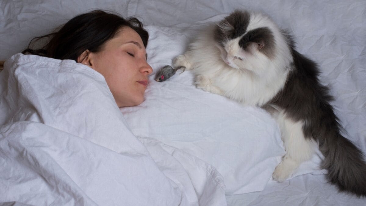 Why Cats Rule: 24 Reasons They're Better Than Dogs - cat playing in bed dp153039636
