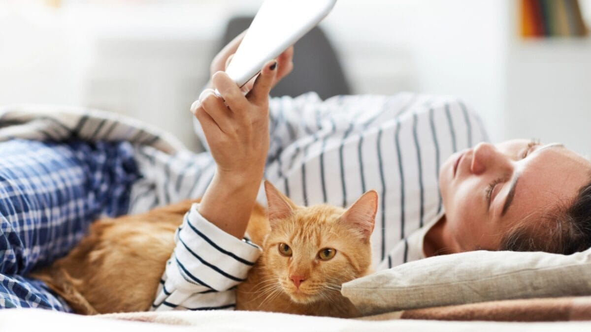 Why Cats Rule: 24 Reasons They're Better Than Dogs 12 Why Cats Rule: 24 Reasons They're Better Than Dogs - cat territorial dp268285572