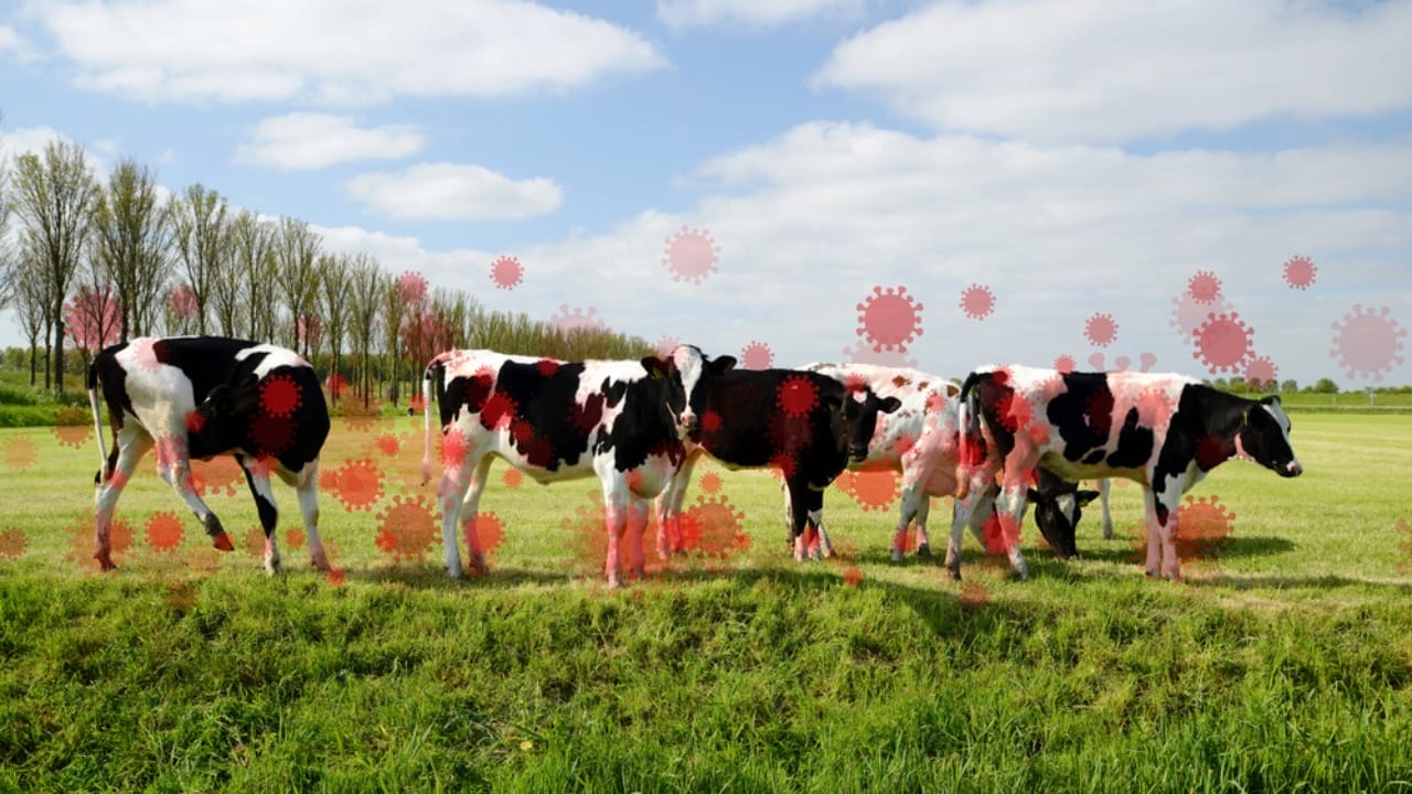 Bird Flu Can Infect Cats: What This Means for Cat Owners 2 Bird Flu Can Infect Cats: What This Means for Cat Owners - cattles bird flu dp725860494