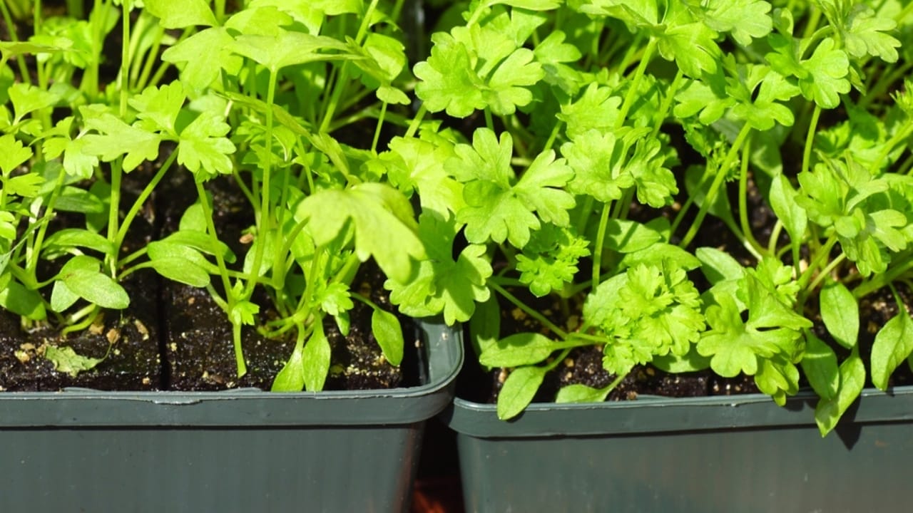 20 cut and come again vegetables that feel like free food forever 8 20 cut and come again vegetables that feel like free food forever - celery in container ss2454927279