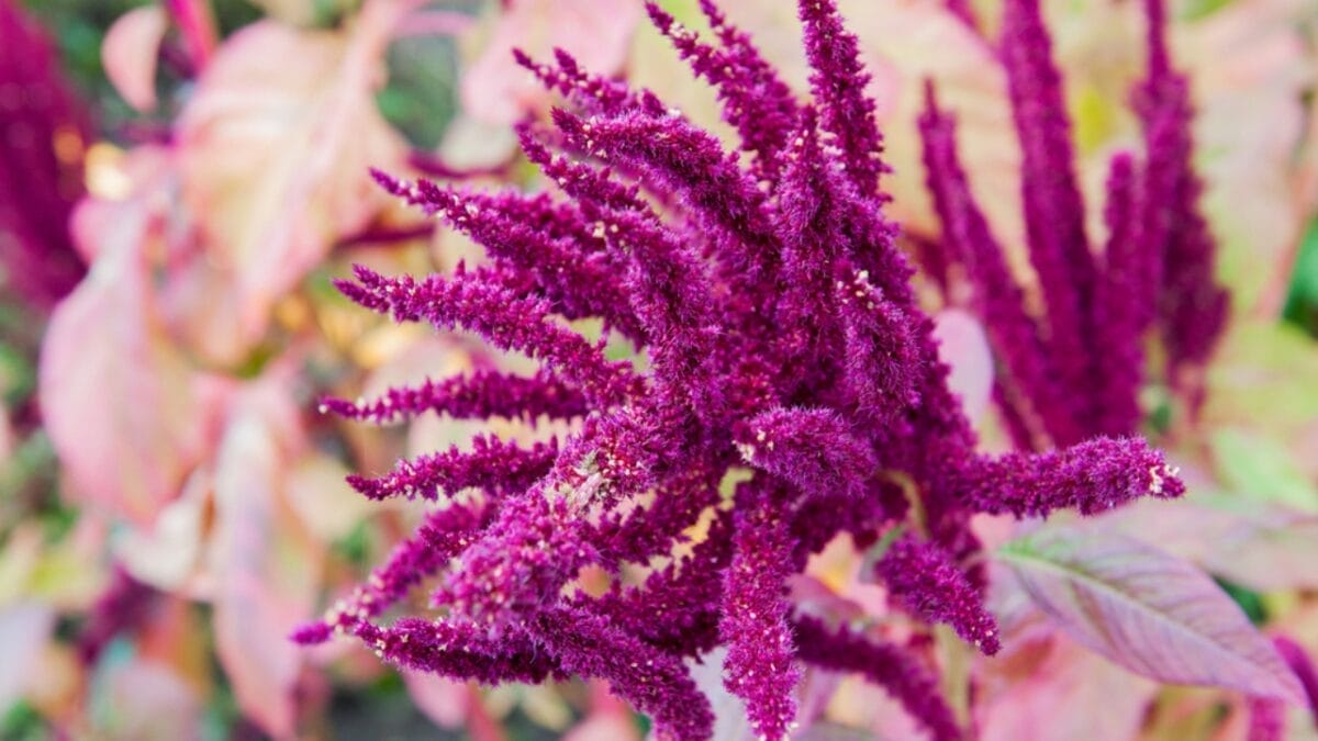 15 Celosia Varieties to Bring Bold Hues & Texture to Your Garden - celosia dp185179436