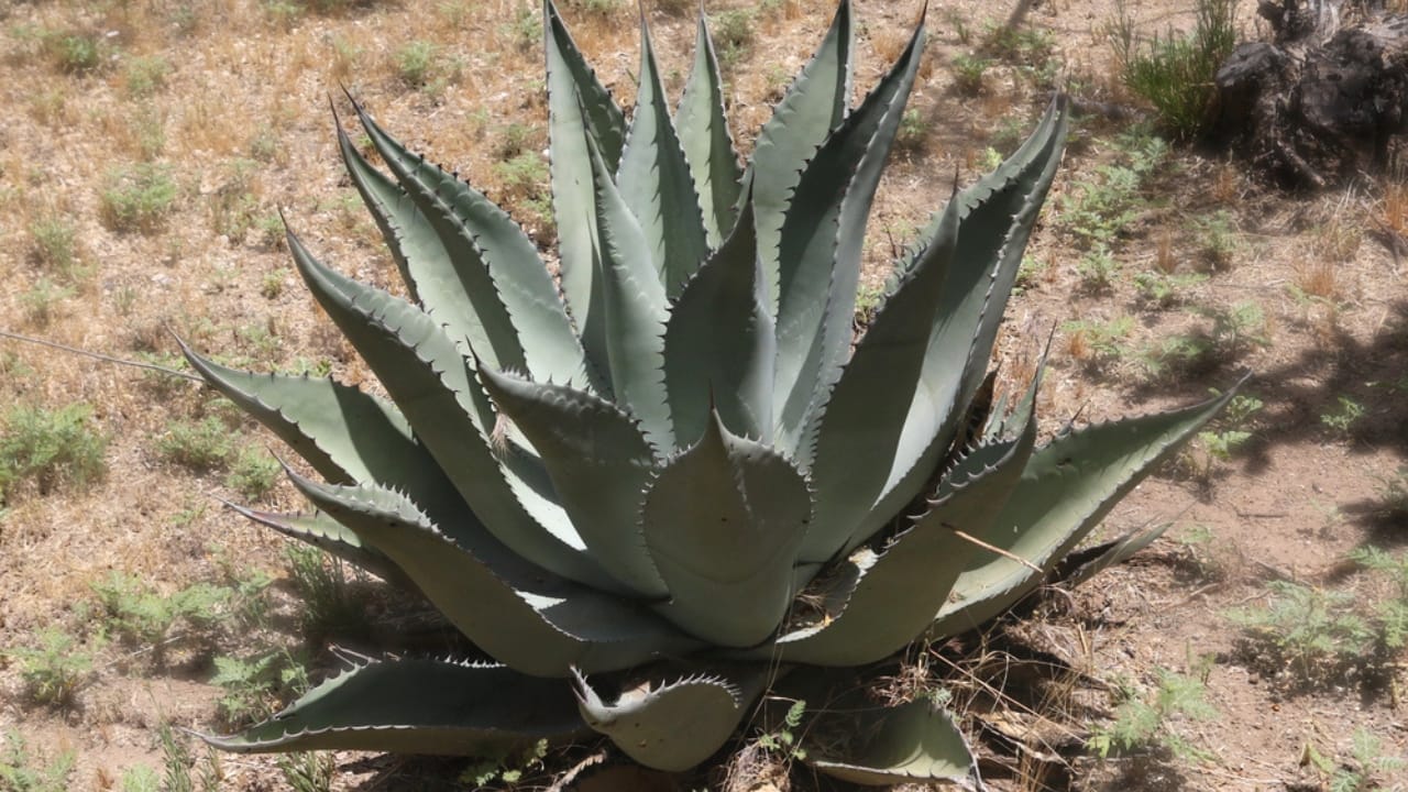 9 Plants That Wait a Lifetime to Bloom Once – And It's Usually Spectacular 3 9 Plants That Wait a Lifetime to Bloom Once – And It's Usually Spectacular - century plant dp332495358