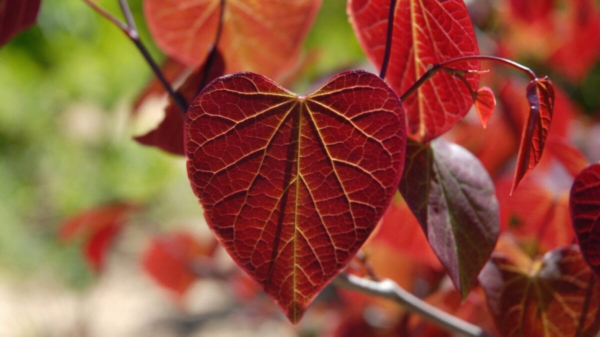 27 Alluring Dark Plants That’ll Make Your Garden Stand Out 24 27 Alluring Dark Plants That’ll Make Your Garden Stand Out - cercis canadensis ss1653603538