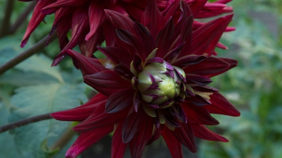 27 Alluring Dark Plants That’ll Make Your Garden Stand Out 28 27 Alluring Dark Plants That’ll Make Your Garden Stand Out - chat noir dahlia dp603690114