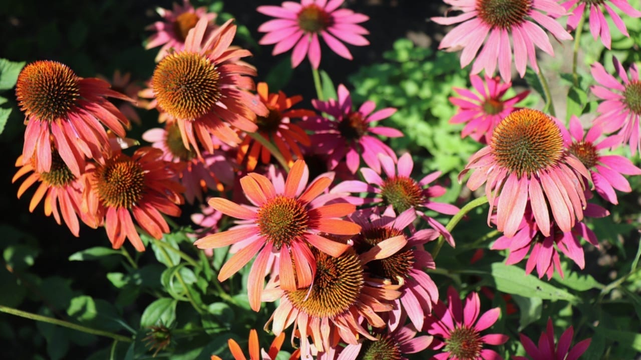 35 Stunning Coneflowers to Brighten Your Garden & How to Keep Them Thriving 4 35 Stunning Coneflowers to Brighten Your Garden & How to Keep Them Thriving - cheyenne spirit echinacea ss1933083527