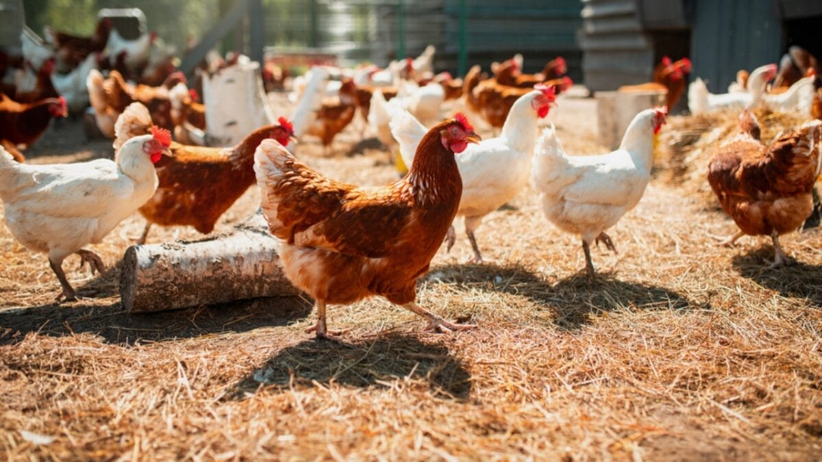 Scrambled Market: Egg Prices Set to Rise—Here’s What’s Really Behind It - chicken in farm dp687756886