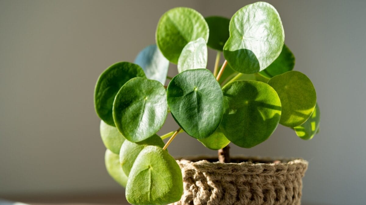 12 Houseplants That Actually Prefer Staying Pot-Bound - chinese money plant dp630517876