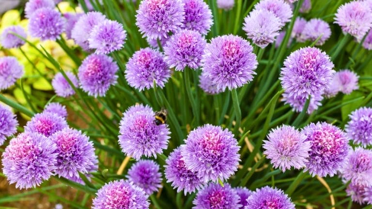 Solve Your Weed Woes with 12 Perennial Herbs That Naturally Suppress Unwanted Growth 9 Solve Your Weed Woes with 12 Perennial Herbs That Naturally Suppress Unwanted Growth - chives ss178374995