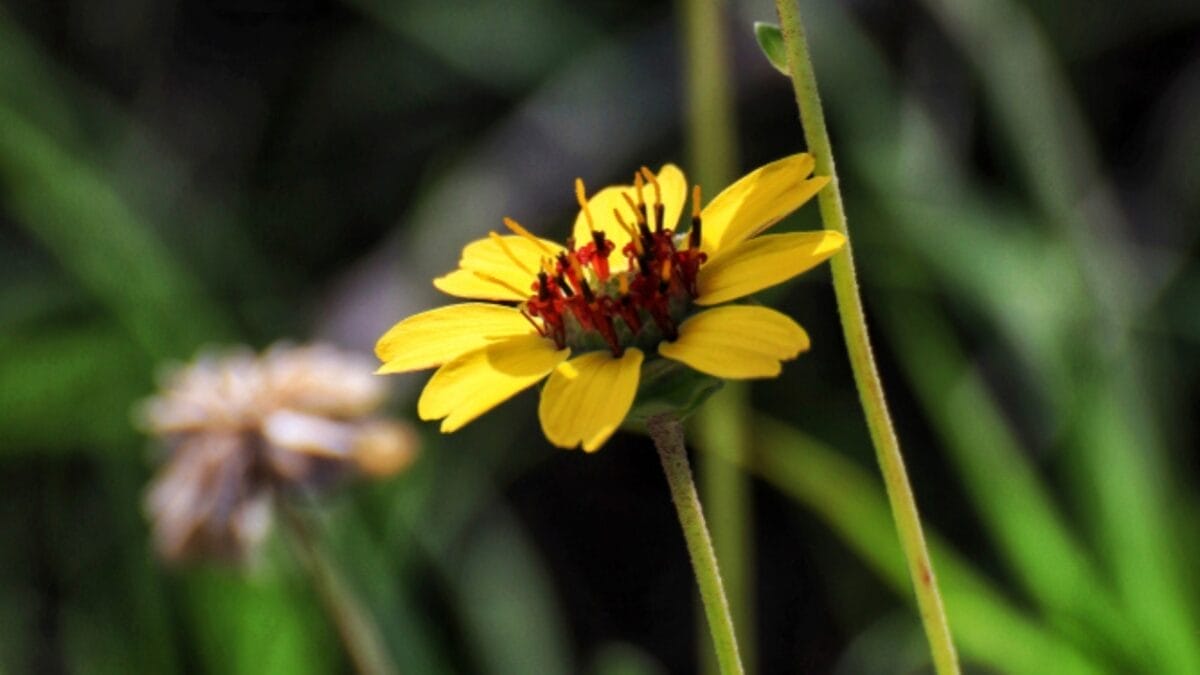 12 Awe-Inspiring Flowers That Bloom Under the Stars at Night 8 12 Awe-Inspiring Flowers That Bloom Under the Stars at Night - chocolate daisy ss1127135261