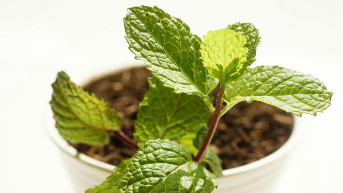 15 Ways to Use the Chocolate Mint Plant - chocolate mint in pot ss2337396389