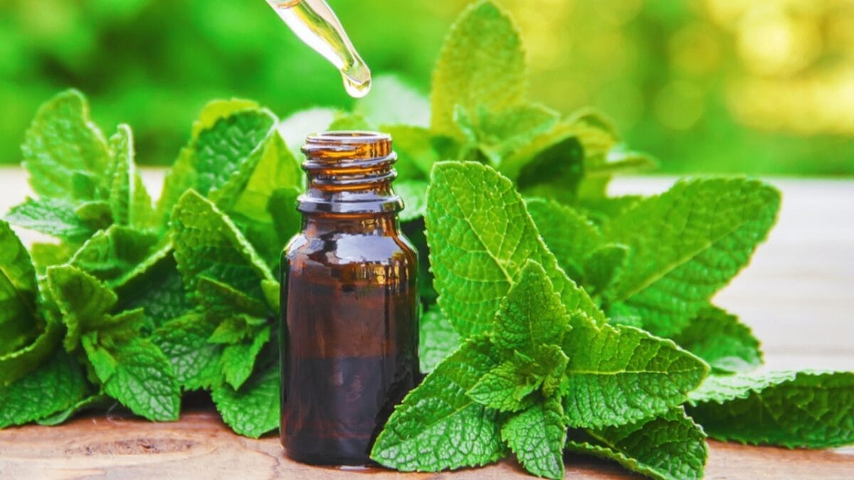15 Ways to Use the Chocolate Mint Plant - chocolate mint oil ss1101401111