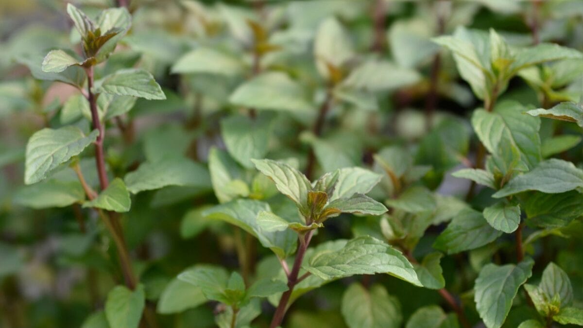 15 Ways to Use the Chocolate Mint Plant - chocolate mint plant dp514358548