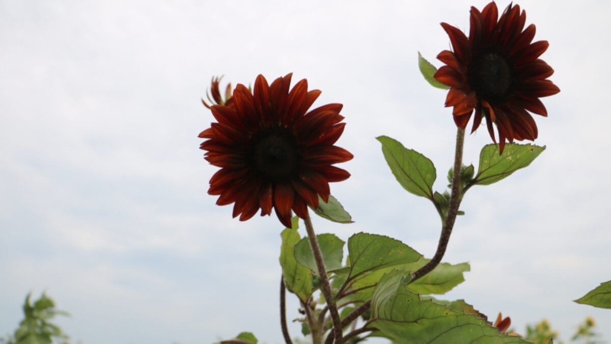 27 Alluring Dark Plants That’ll Make Your Garden Stand Out 4 27 Alluring Dark Plants That’ll Make Your Garden Stand Out - chocolate sunflowers ss1124724617