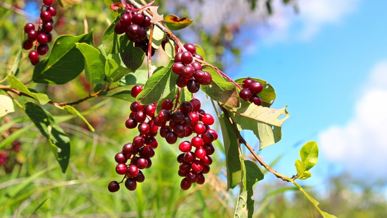 14 Shrubs That Will Make Your Garden a Robin Haven 13 14 Shrubs That Will Make Your Garden a Robin Haven - chokecherry ss1877711062