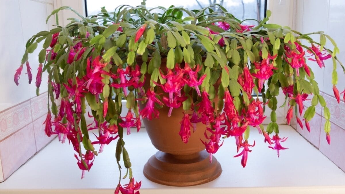 12 Houseplants That Actually Prefer Staying Pot-Bound - christmas cactus bloom ss2249233405