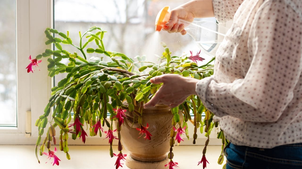 The Secrets to Getting Your Christmas Cactus Blooming—Without the Guesswork 14 The Secrets to Getting Your Christmas Cactus Blooming—Without the Guesswork - christmas cactus fertilizer ss1942538848