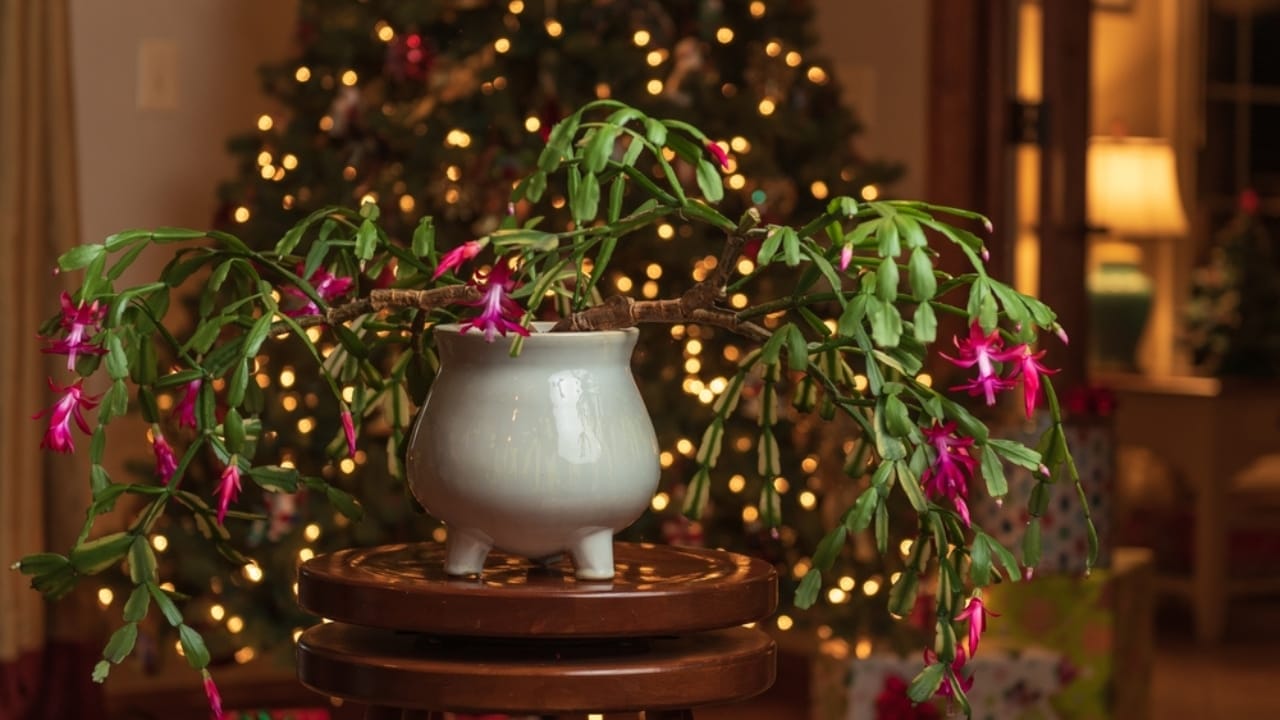Make Your Christmas Cactus Bloom on Time with These 7 Tips 8 Make Your Christmas Cactus Bloom on Time with These 7 Tips - christmas cactus night ss2094399955