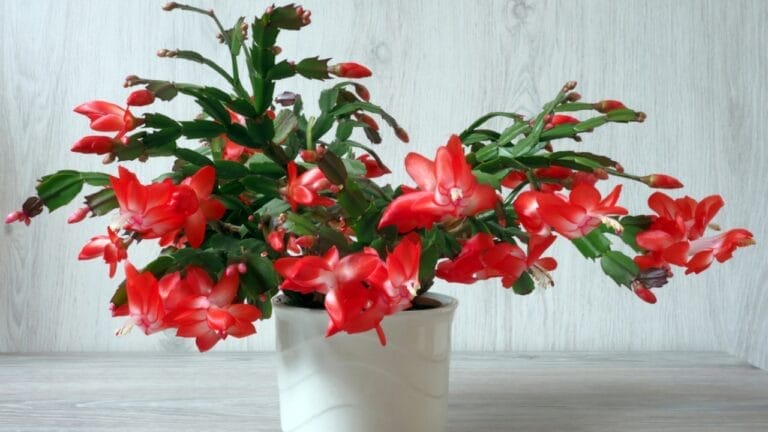 These 12 Long-Living Houseplants Have Been Thriving Indoors for Decades 6 These 12 Long-Living Houseplants Have Been Thriving Indoors for Decades - christmas cactus ss1561639159