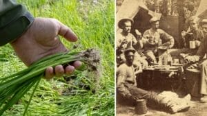 15 Wild Plants Civil War Soldiers Foraged to Survive 1 15 Wild Plants Civil War Soldiers Foraged to Survive - civil war foraging plants ss242297803