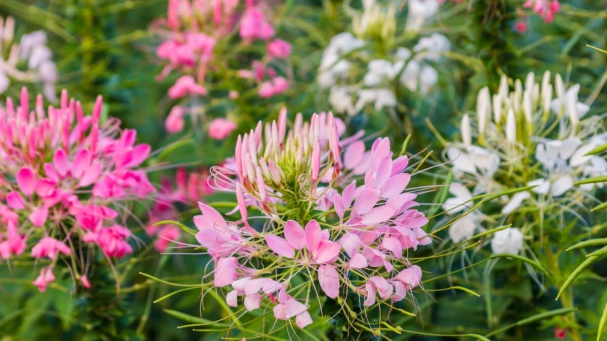 15 Perfect Annuals to Pair with Your Late Summer Mums 14 15 Perfect Annuals to Pair with Your Late Summer Mums - cleome dp51752501