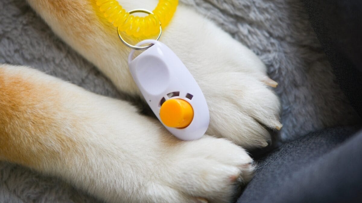 15 Tips for Successful Clicker Training Your Dog 3 15 Tips for Successful Clicker Training Your Dog - clicker in dog paw ss1581674434 1