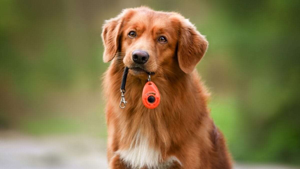 15 Tips for Successful Clicker Training Your Dog - clicker training dog ss2029581227