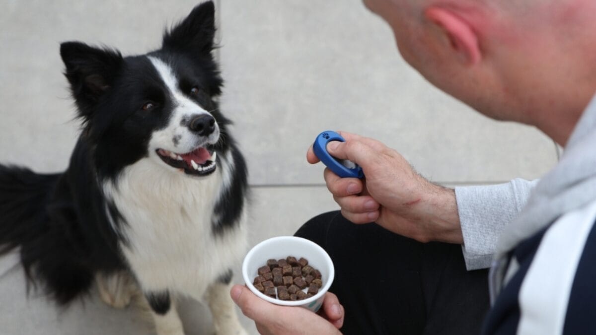 10 Things to Do Before Bringing Your Rescue Dog into Your Home - clicker training with dog ss2196605347