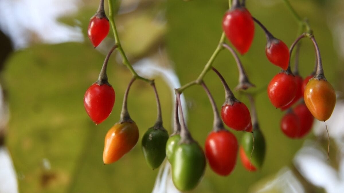 10 Fast-Growing Climbing Plants That Can Overrun Fences & Gardens 6 10 Fast-Growing Climbing Plants That Can Overrun Fences & Gardens - climbing nightshade ss2385303253