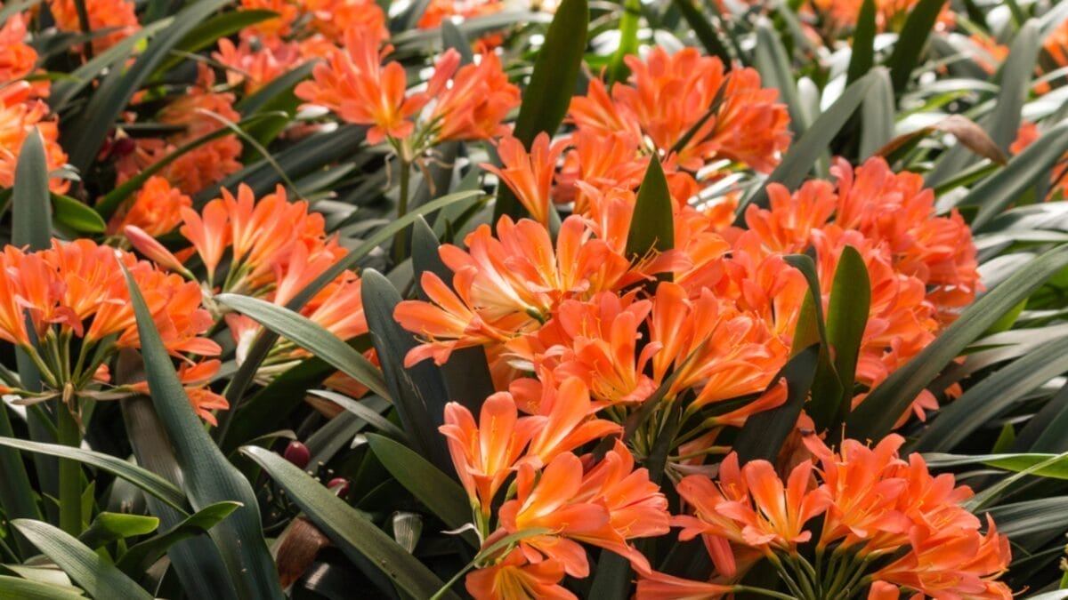 10 Late-Blooming Gems for Your September Garden 9 10 Late-Blooming Gems for Your September Garden - clivia dp85737296