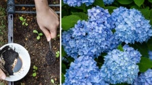 This Kitchen Scrap Makes Hydrangeas Bloom Bigger, Bluer Flowers 1 This Kitchen Scrap Makes Hydrangeas Bloom Bigger, Bluer Flowers - coffee grounds and hydrangea flowers ss2002379798 2168560587 1