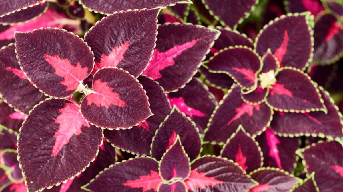 16 Pink-Leaf Outdoor Plants to Add a Rosy Glow to Your Garden 9 16 Pink-Leaf Outdoor Plants to Add a Rosy Glow to Your Garden - coleus dp278490650