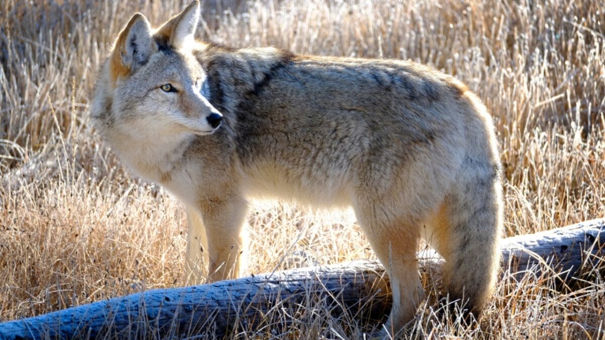Explore the Pack: 19 Coyote Types to Know 13 Explore the Pack: 19 Coyote Types to Know - colima coyote dp414289660