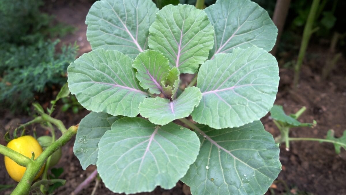 20 cut and come again vegetables that feel like free food forever 14 20 cut and come again vegetables that feel like free food forever - collard green dp514815036