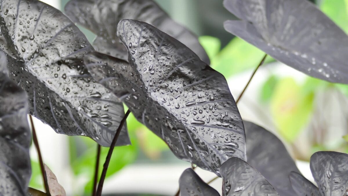 Hauntingly Beautiful: 15 Black Plants for the Ultimate Goth Garden 6 Hauntingly Beautiful: 15 Black Plants for the Ultimate Goth Garden - colocasia black dp615444604