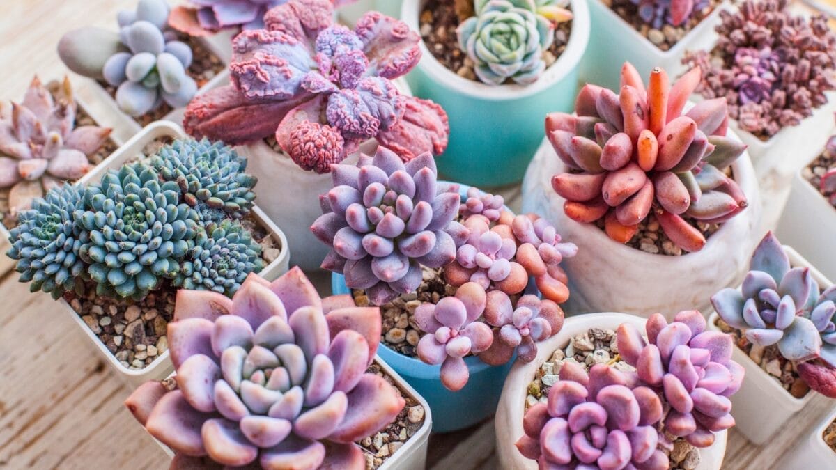 13 Things Succulent Owners Never Warn You about (but Should) 7 13 Things Succulent Owners Never Warn You about (but Should) - colorful succulents dp541672310