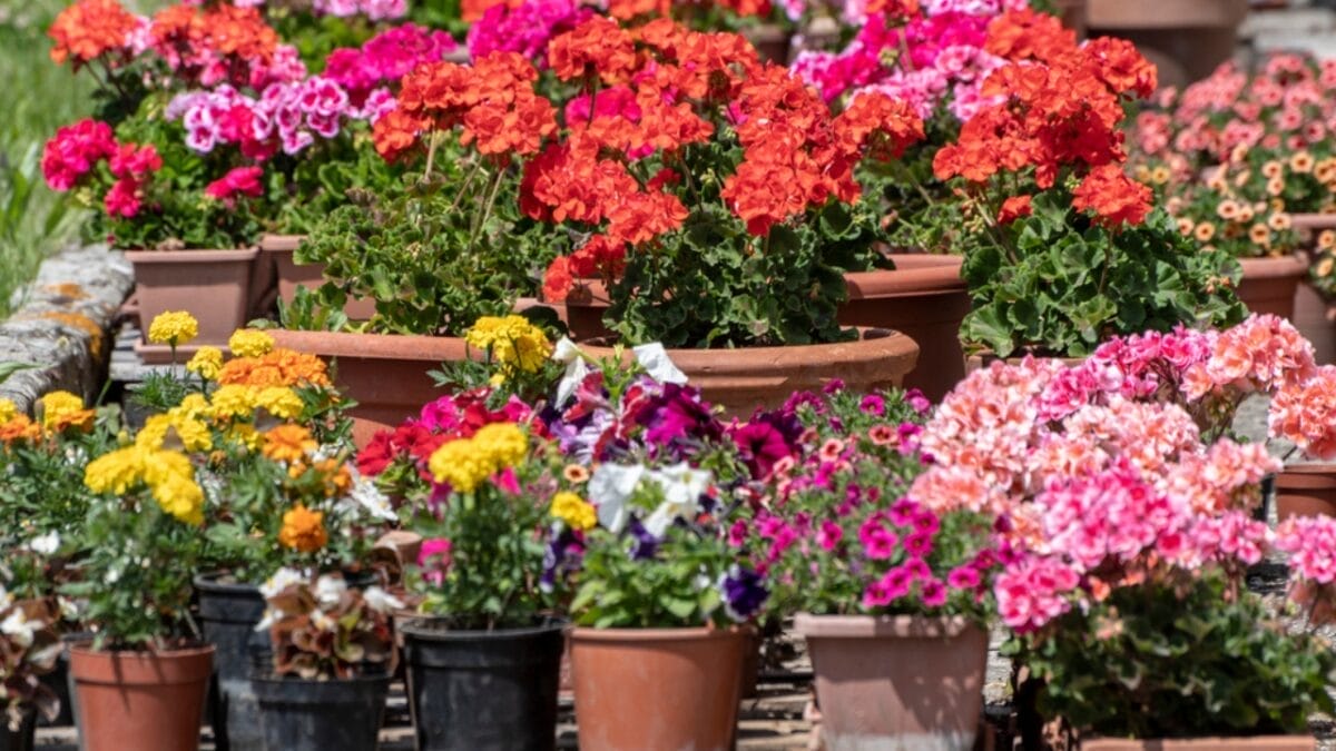 10 Tips for Perfectly Arranging Outdoor Plant Pots Like a Pro 9 10 Tips for Perfectly Arranging Outdoor Plant Pots Like a Pro - colorful plant in pot ss1776780881