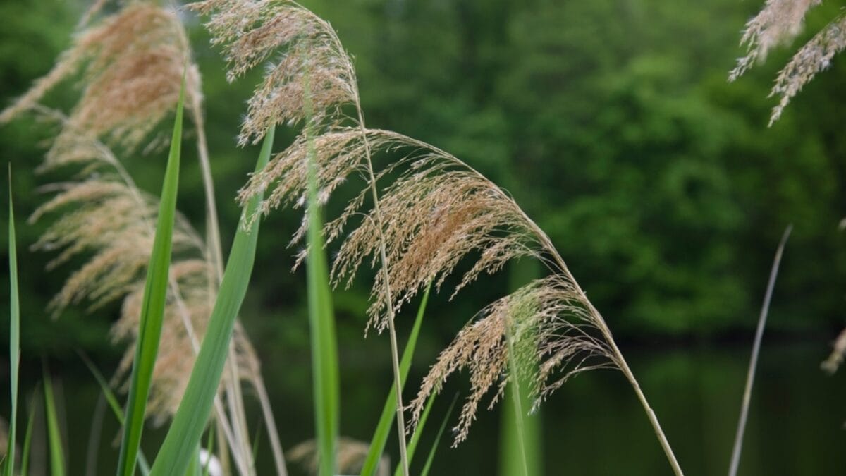 12 Invasive Plants You Must Remove ASAP from Your Yard 12 12 Invasive Plants You Must Remove ASAP from Your Yard - common reed ss2355679559
