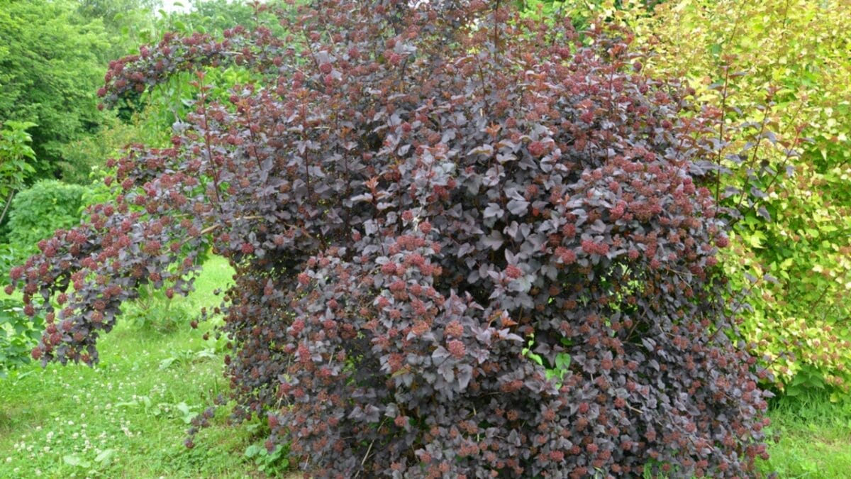 15 Flowering Shrubs to Make Your Yard Stand Out 13 15 Flowering Shrubs to Make Your Yard Stand Out - coppertina ninebark dp58343809