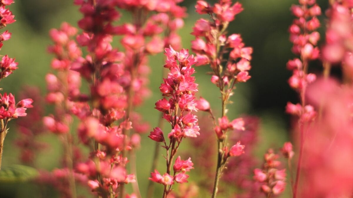 16 Pink-Leaf Outdoor Plants to Add a Rosy Glow to Your Garden 5 16 Pink-Leaf Outdoor Plants to Add a Rosy Glow to Your Garden - coral bells Heuchera ss2221597171