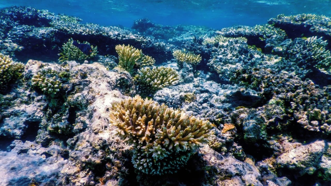 Saving Wildlife, Saving Lives: How Wildlife Conservation Can Help Mitigate Climate Change 3 Saving Wildlife, Saving Lives: How Wildlife Conservation Can Help Mitigate Climate Change - coral reefs dp497598896